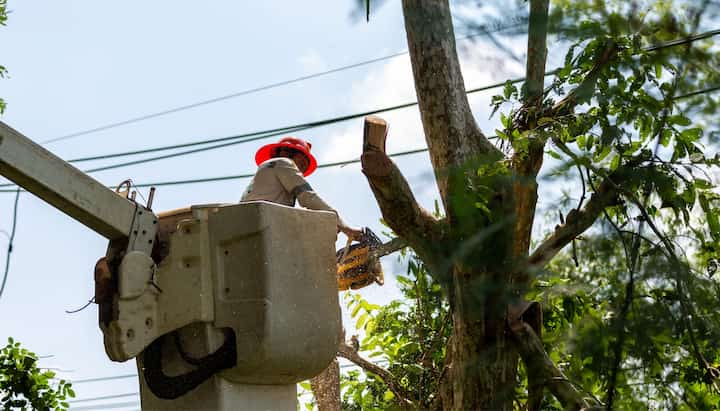 tree service santa barbara