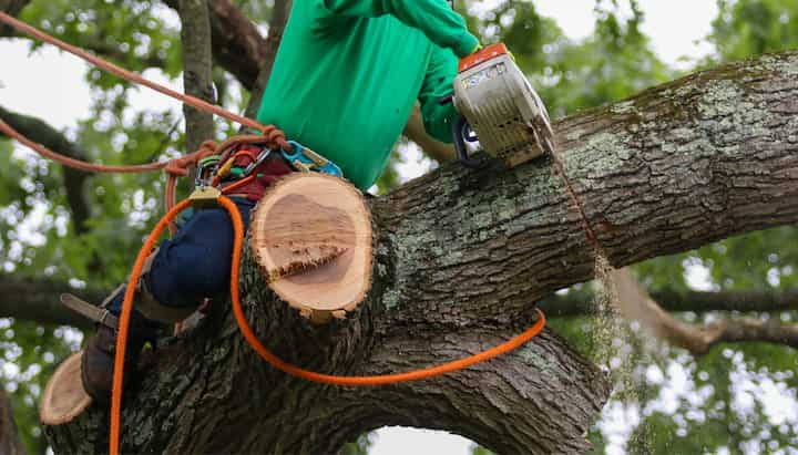 tree service santa barbara