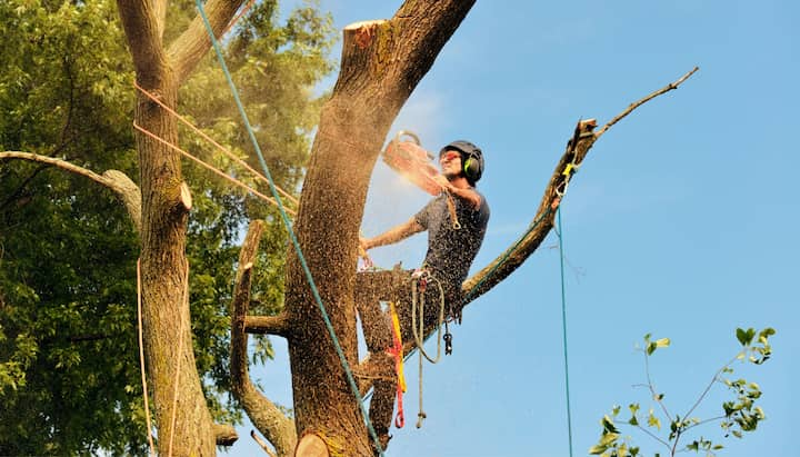 tree service santa barbara